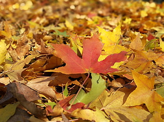 Red maple leaf on golden autumn foliage background