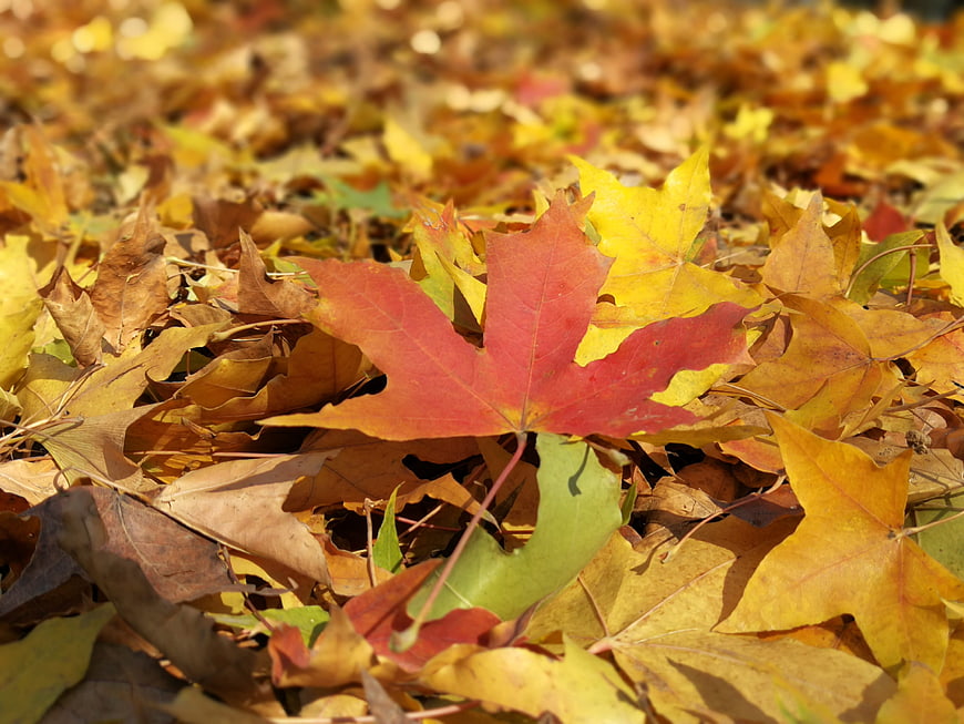 Red maple leaf on golden autumn foliage background