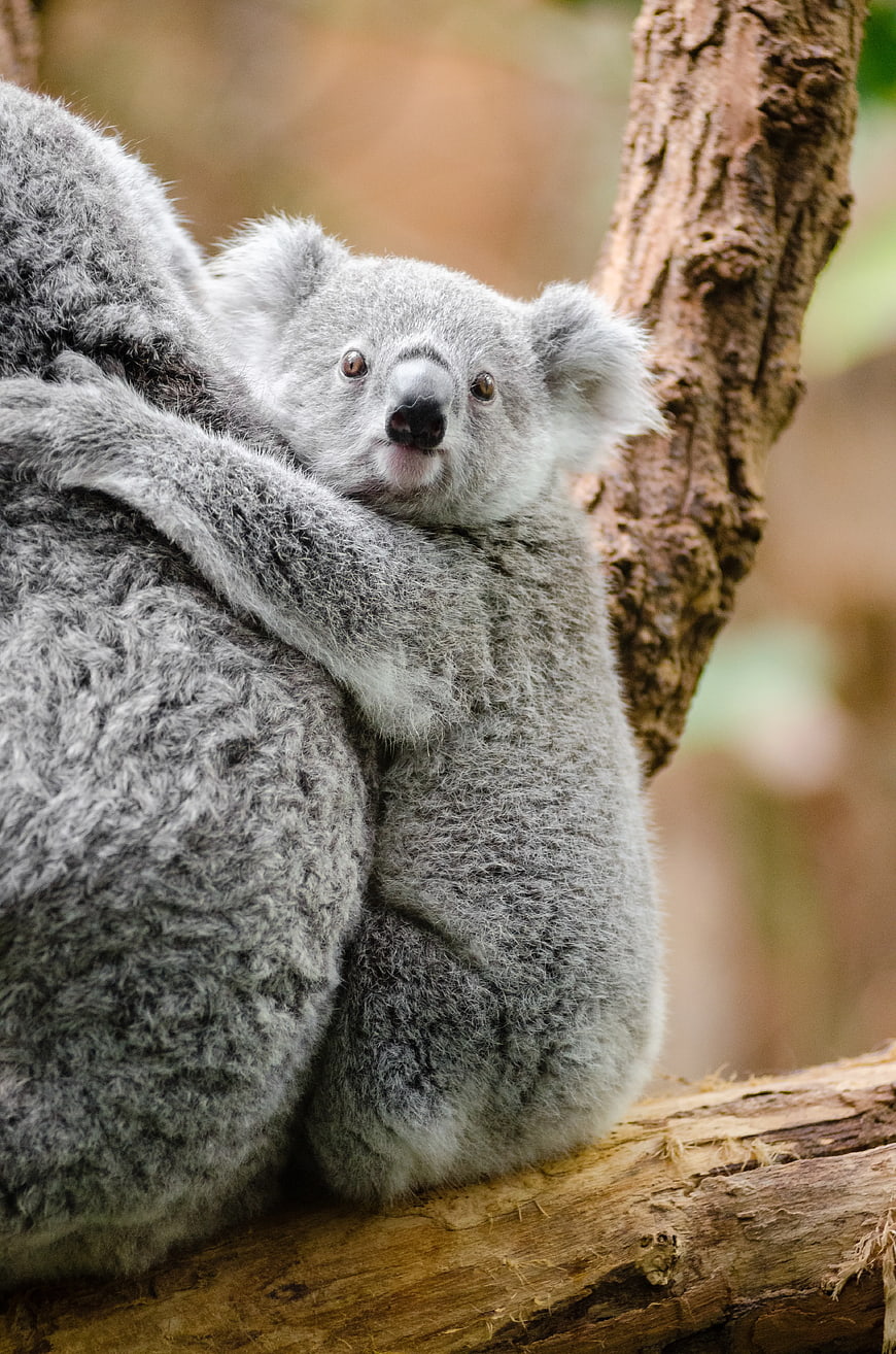 Cute Baby Koala Clinging to Mother on Tree Branch