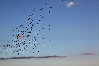 Flock of birds flying against blue sky at dusk