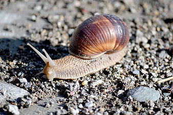 Close-up of a garden snail crawling on gravel