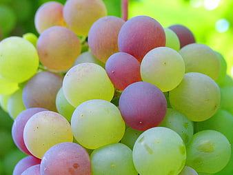 Close-up of ripening green and purple grapes on the vine