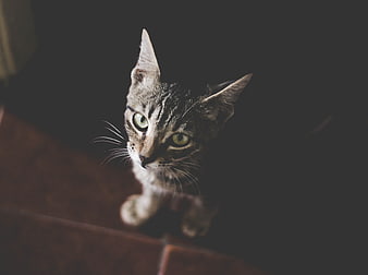 Cute Tabby Kitten Looking Up from Dark Floor