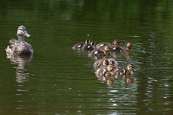 Mother Duck and Ducklings Swimming in Green Pond