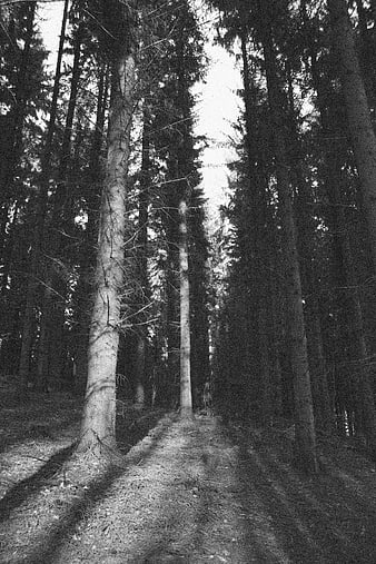 Black and white forest path with tall pine trees