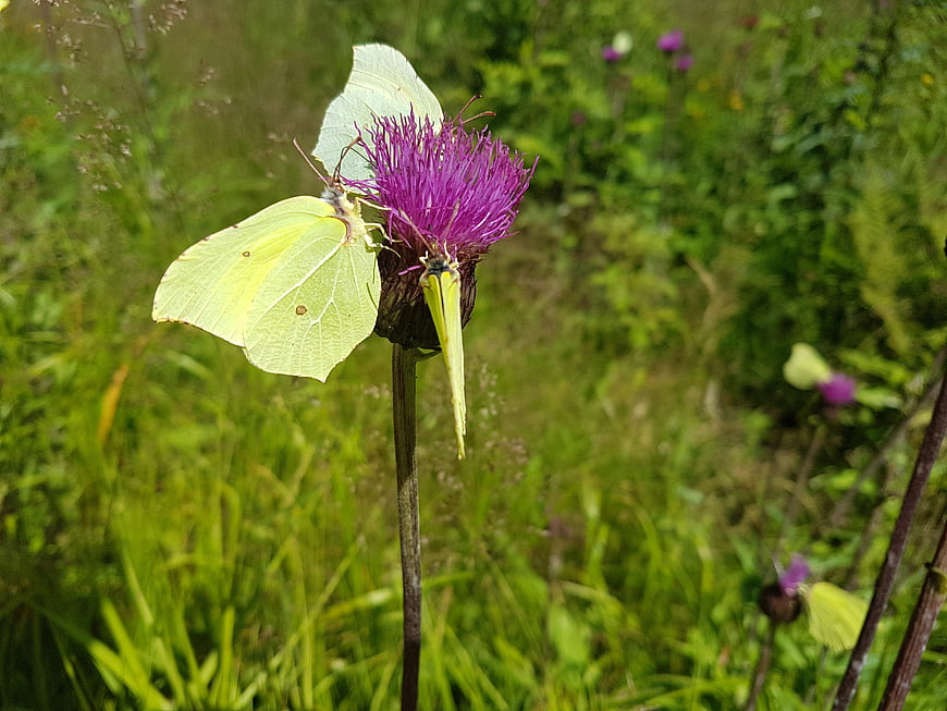 Brassica Butterflies Feeding on Purple Thistle Flower