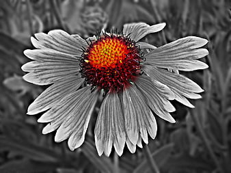 Selective Color Flower with Vibrant Red Center