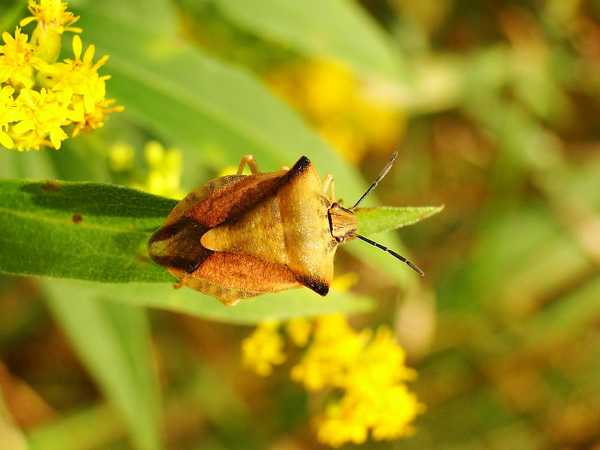 Close-up of a brown shield bug on a green leaf