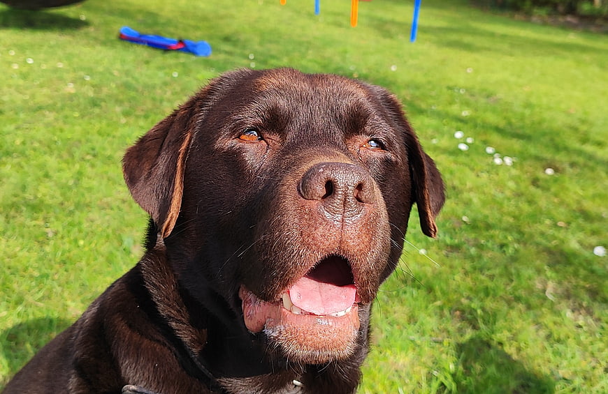 Close-up of a happy chocolate Labrador Retriever panting on grass