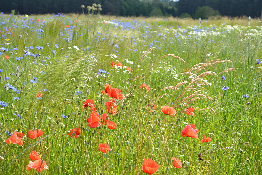 Vibrant Red Poppies and Blue Cornflowers in a Green Meadow