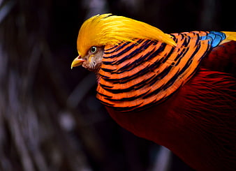 Close-up of Golden Pheasant with Vibrant Orange and Yellow Feathers