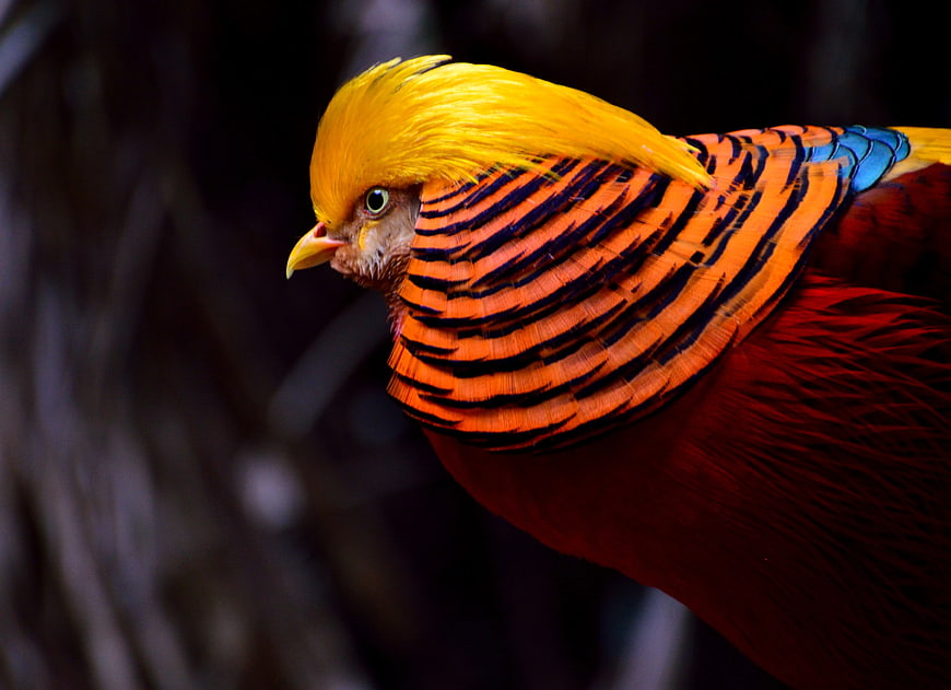 Close-up of Golden Pheasant with Vibrant Orange and Yellow Feathers