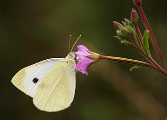 Cabbage White Butterfly on Pink Evening Primrose Flower