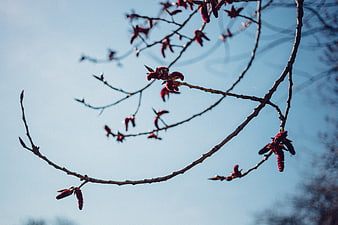 Red tree buds on branches against blue sky