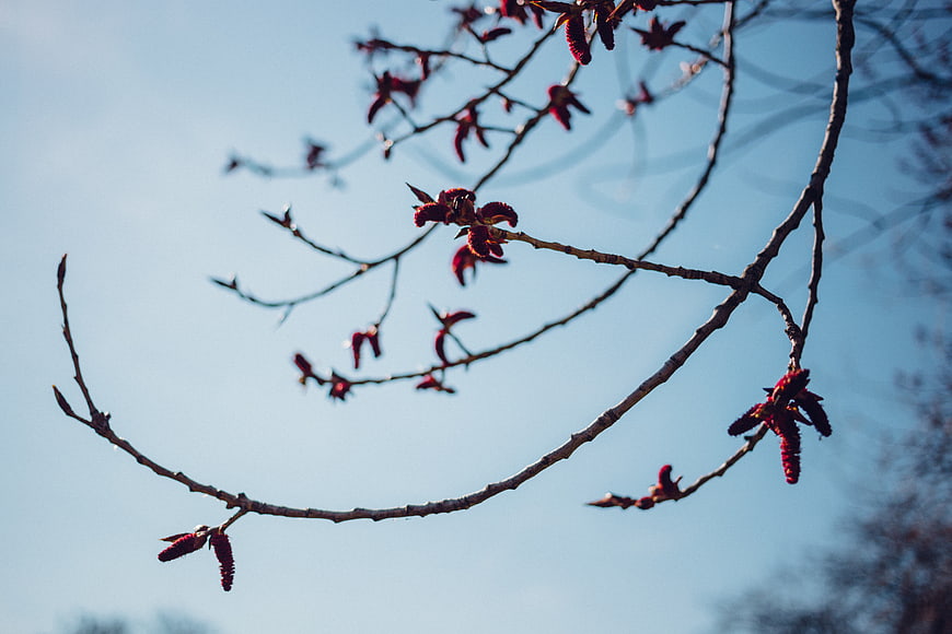 Red tree buds on branches against blue sky