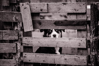 Black and white portrait of a dog looking through a wooden fence