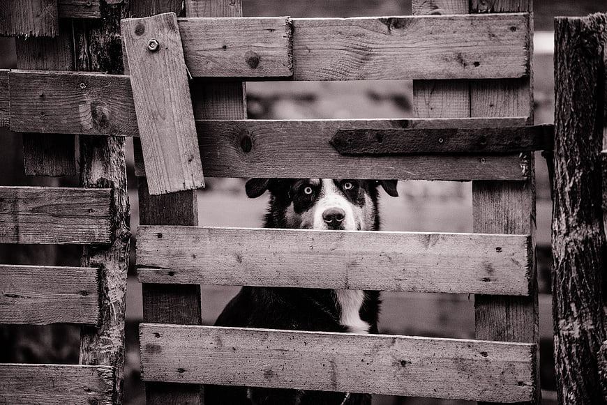 Black and white portrait of a dog looking through a wooden fence