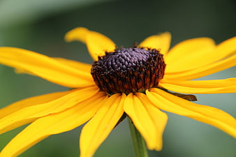 Close-up of a vibrant yellow black-eyed susan flower