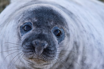 Close-up portrait of a grey seal pup with big eyes