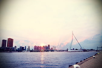 Rotterdam skyline with Erasmus Bridge at sunset