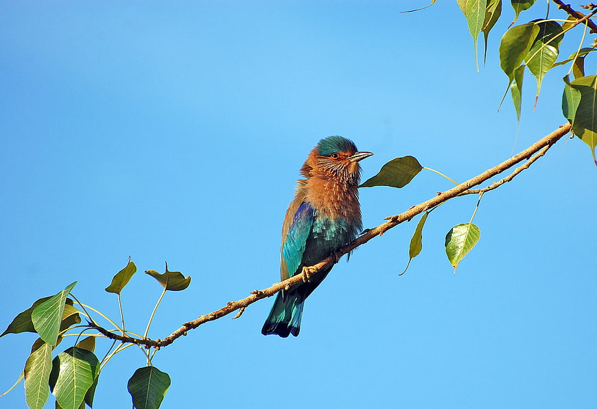 Indian Roller Bird Perched on Branch Against Blue Sky