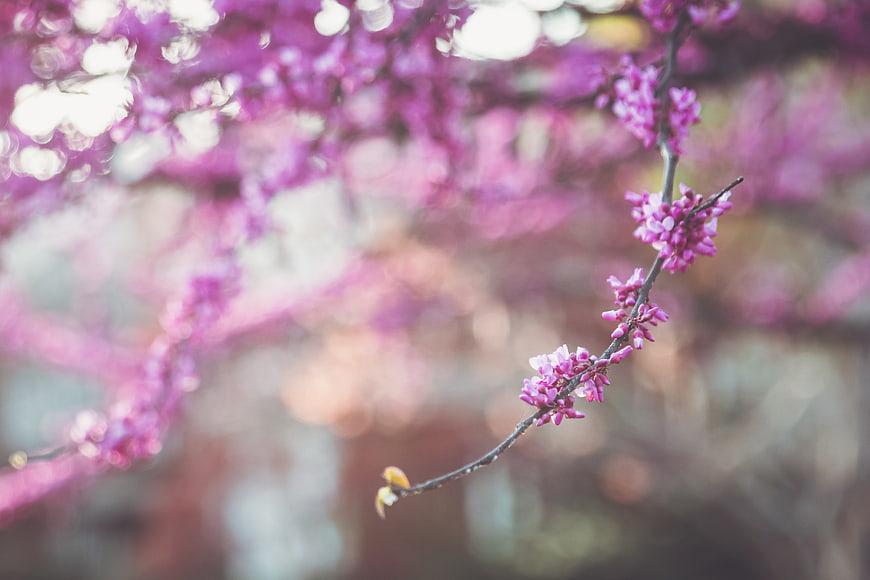 Close-up of purple redbud blossoms on a branch with bokeh background