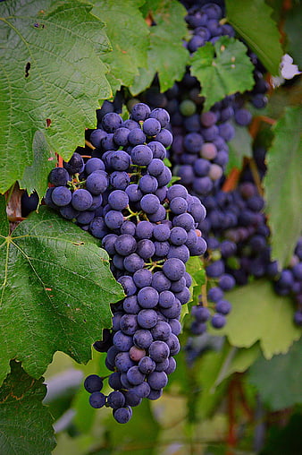 Ripe Purple Grapes Hanging on Vine with Green Leaves