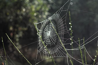 Macro photography of a dew-covered spider web in morning light