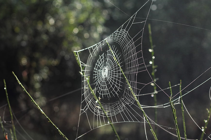 Macro photography of a dew-covered spider web in morning light