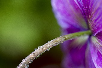 Macro shot of purple flower stem with dew drops