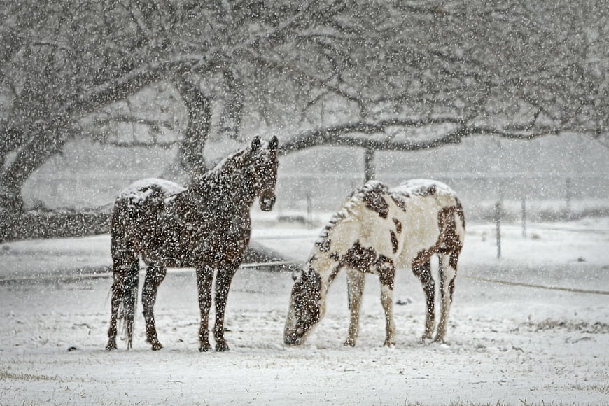 Two Horses Grazing in Heavy Snowfall Under Large Tree