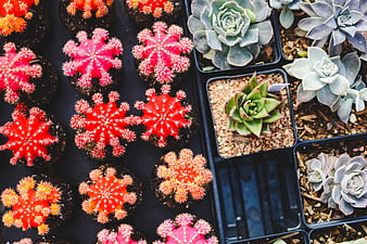 Top view of colorful cacti and succulents in nursery trays