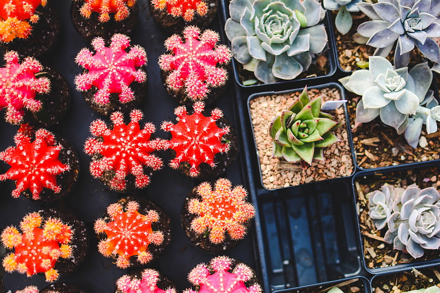 Top view of colorful cacti and succulents in nursery trays