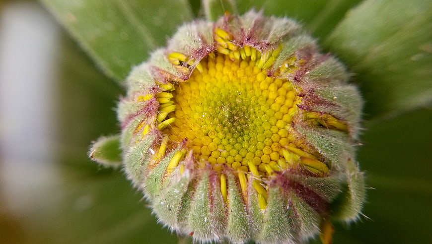 Macro Close-Up of a Fuzzy Yellow Flower Bud
