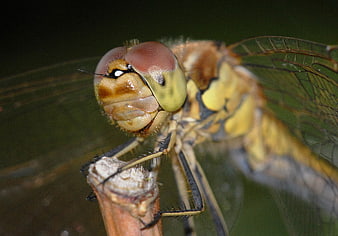 Close-up macro of a dragonfly head and wings