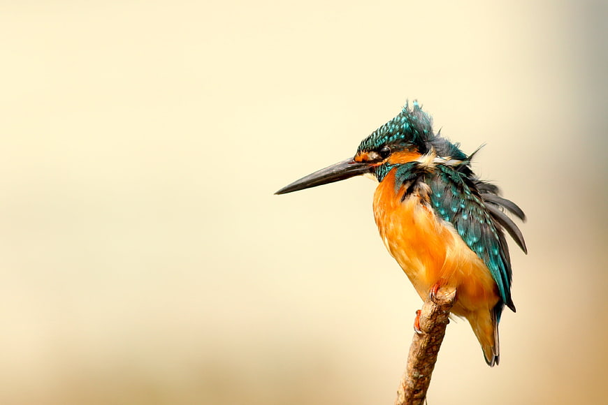 Common Kingfisher Perched on Branch with Beige Background