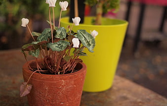 Potted Cyclamen Plant with White Flowers in Terracotta Pot