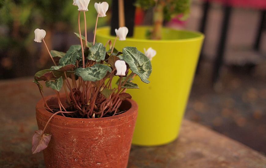 Potted Cyclamen Plant with White Flowers in Terracotta Pot
