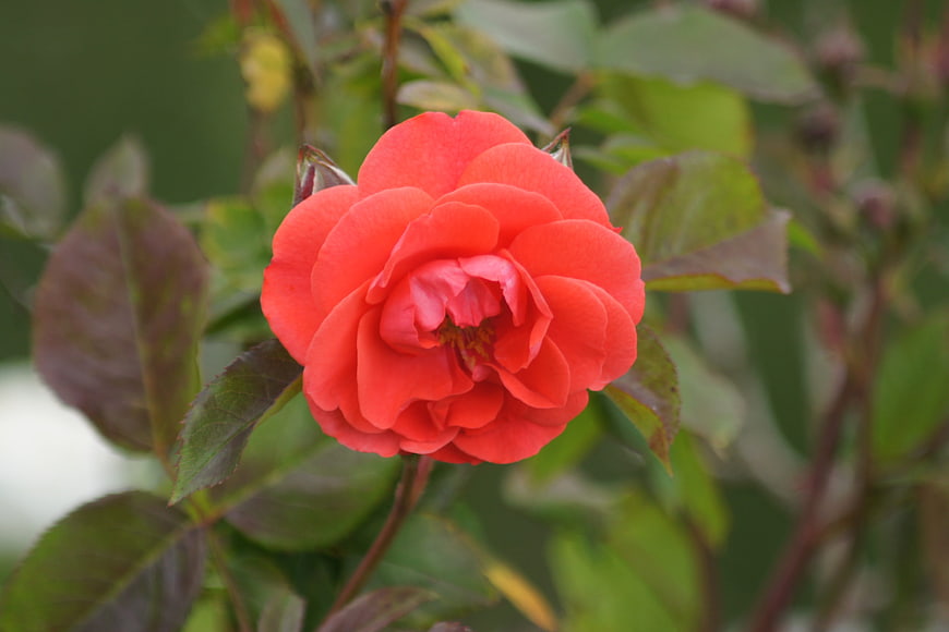 Vibrant Red Rose Bloom Close-Up in Garden