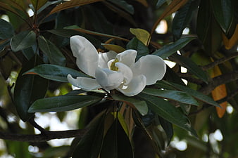 White Magnolia Blossom Close-Up on Dark Green Leaves