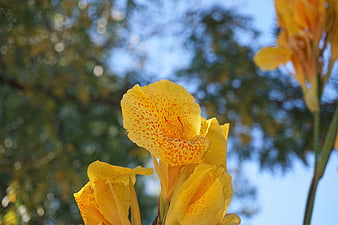 Close-up of yellow canna lily with red speckles against blurred green background