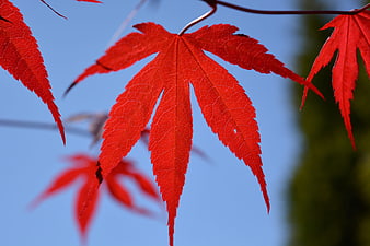 Vibrant Red Japanese Maple Leaves Against Blue Sky
