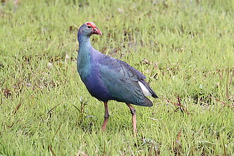 Purple Swamphen Bird Standing in Green Grass