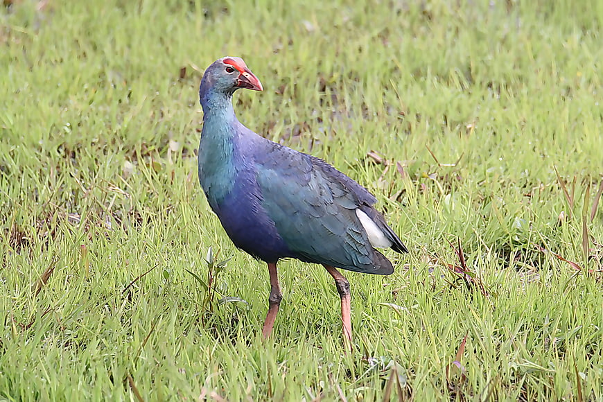 Purple Swamphen Bird Standing in Green Grass