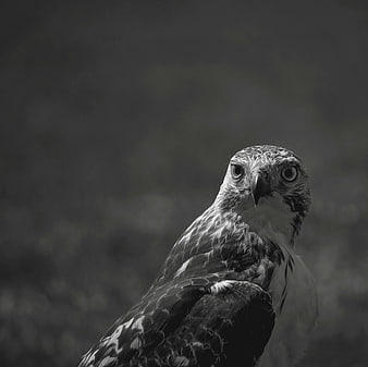 Grayscale Portrait of a Hawk with Intense Gaze