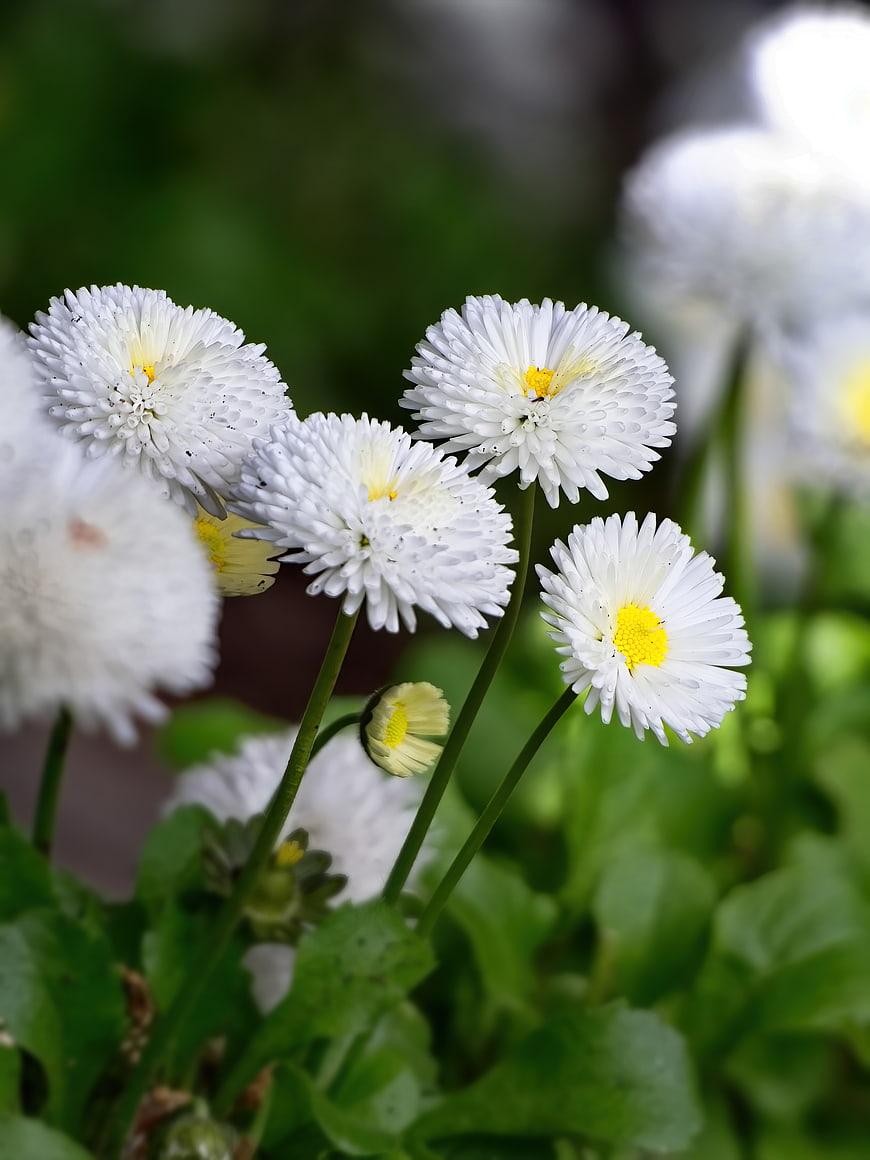 Close-up of white daisies with yellow centers in a garden