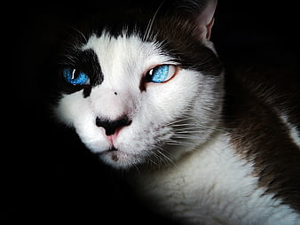 Close-up of a black and white cat with striking blue eyes