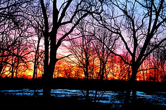 Silhouetted Winter Trees Against Vibrant Sunset Sky