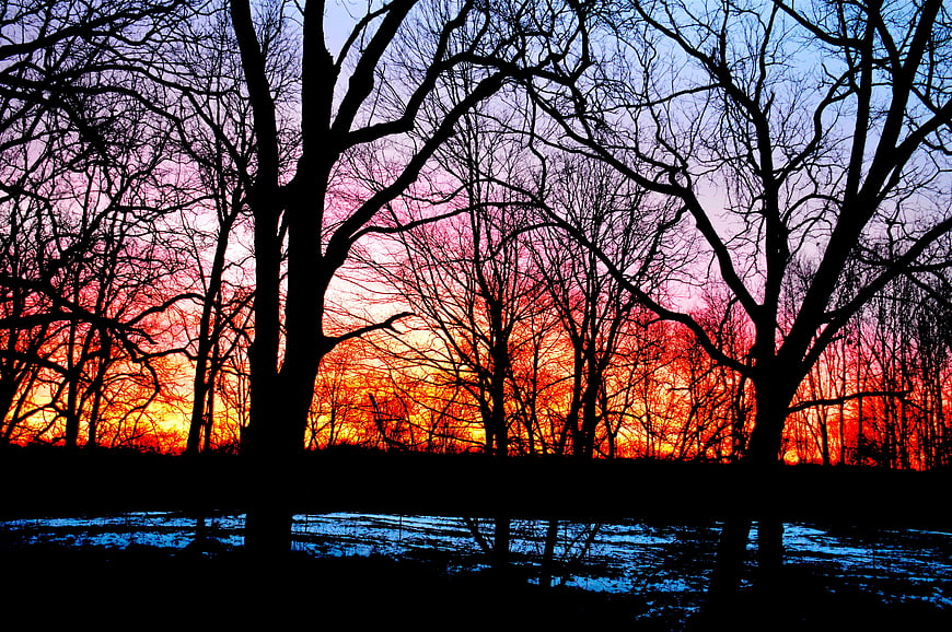 Silhouetted Winter Trees Against Vibrant Sunset Sky
