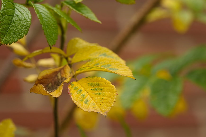 Close-up of yellowing rose leaves with autumn disease spots